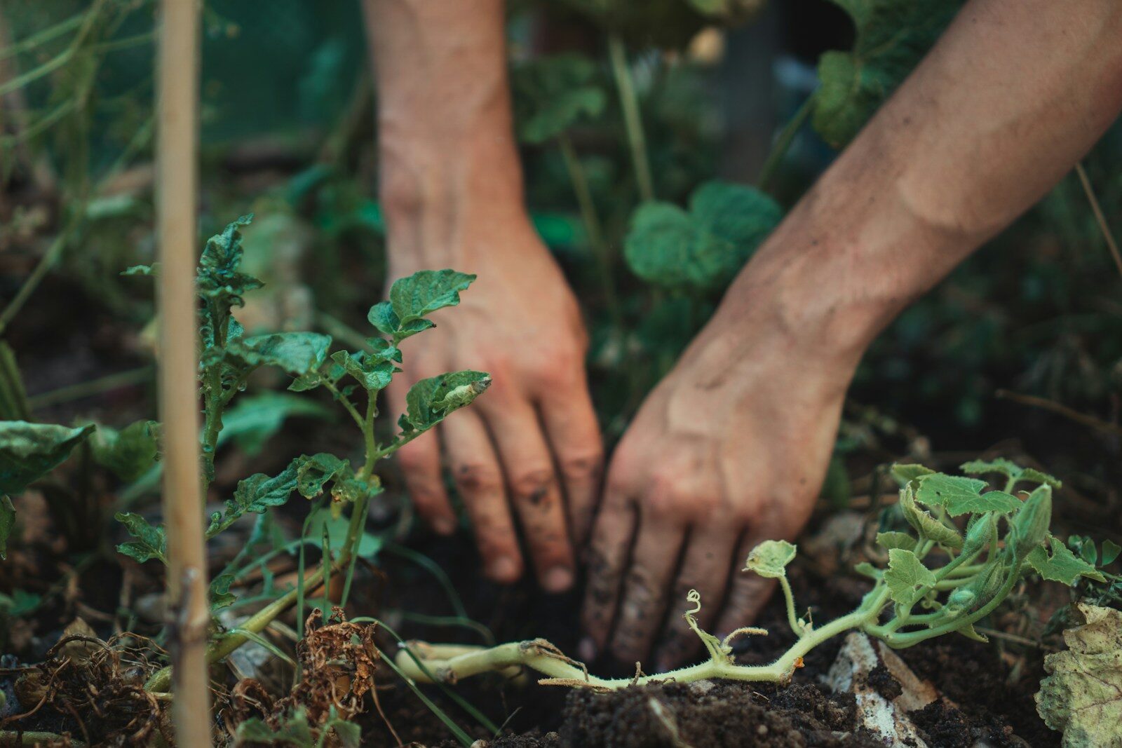 Hands covered in soil planting a green seedling in a garden bed
